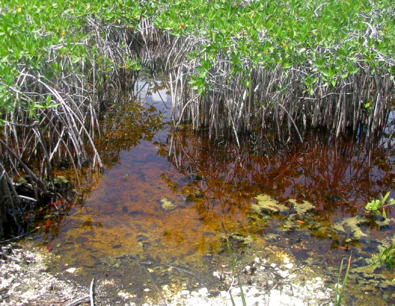 MANGROVES SLOWLY FILLING WITH WATER