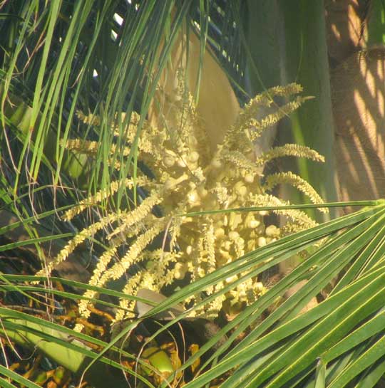 Coconut Palm inflorescence