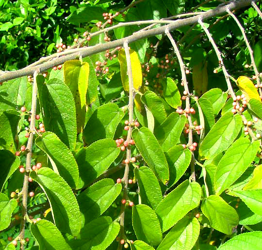 TREMA MICRANTHA, leaves and fruits