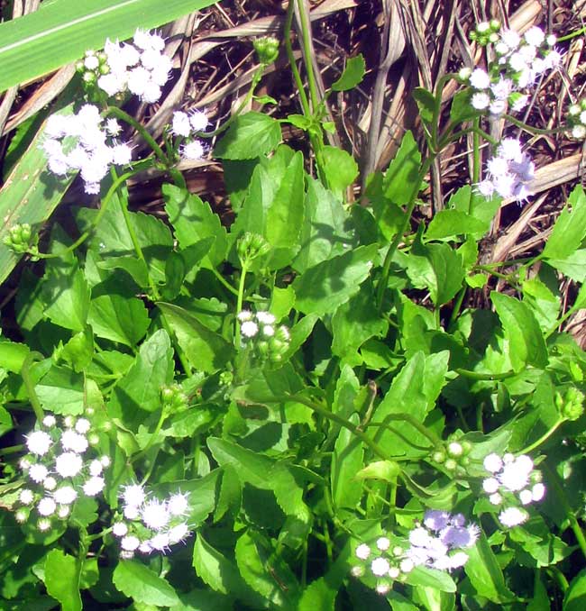 AGERATUM MARITIMUM