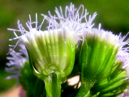 AGERATUM MARITIMUM, flower heads