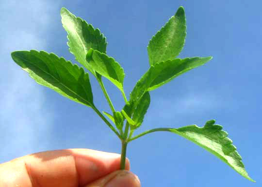 AGERATUM MARITIMUM, leaves