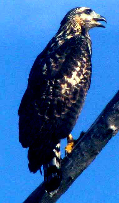 Common Black Hawk, BUTEOGALLUS ANTHRACINUS, immature