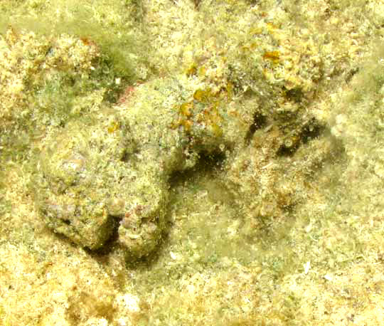 Decorator Crab, camouflaged