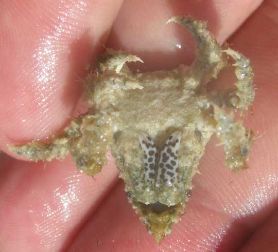 Decorator Crabs, bottom, showing swimmerets