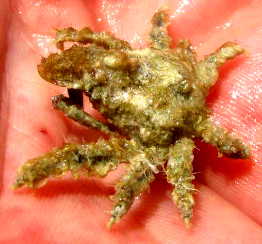 Decorator Crab