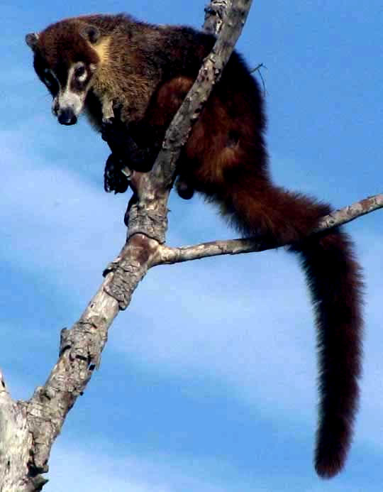 White-nosed Coati, NASUA NARICA