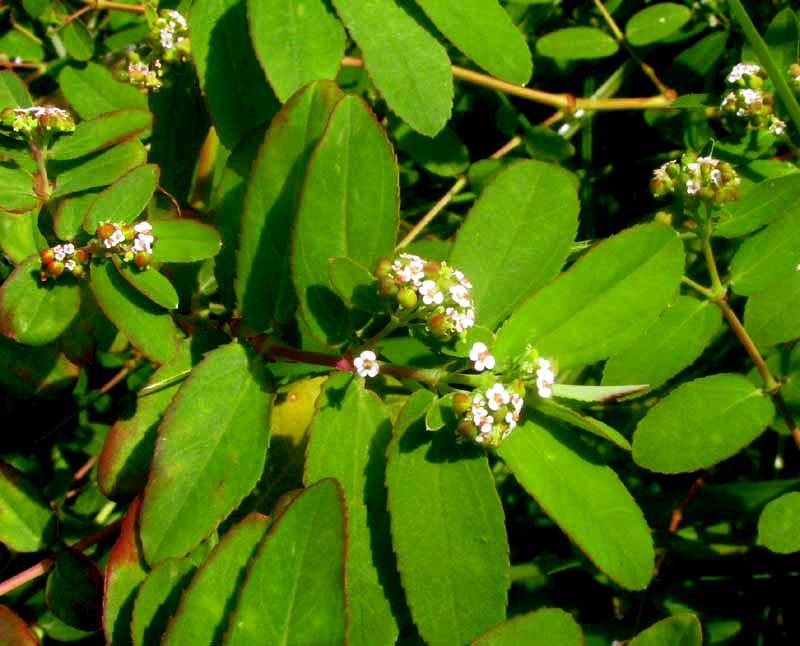 Leafy Spurge, EUPHORBIA HYSSOPIFOLIA