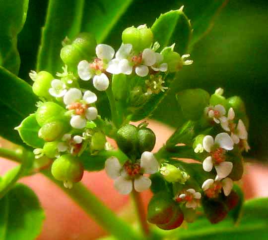 Leafy Spurge, EUPHORBIA HYSSOPIFOLIA