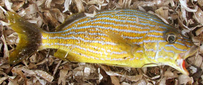 Bluestriped Grunt, HAEMULON SCIURUS