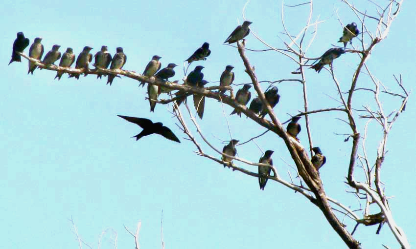 Purple Martin, Progne subis, migrating flock of mostly immatures, coastal Yucatan Peninsula, Mexico, July 24