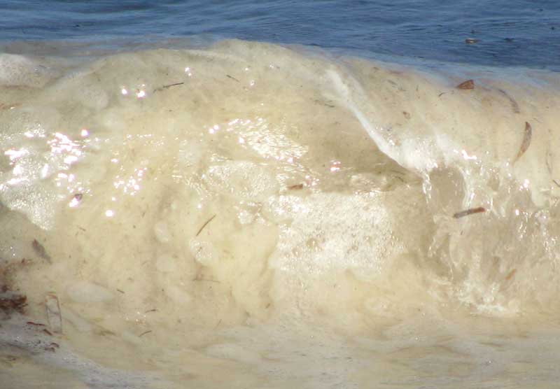 wave about to collapse onto beach