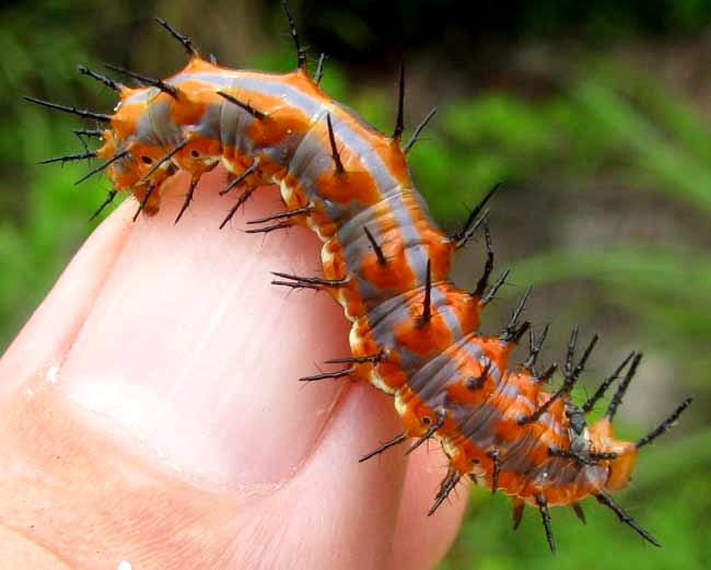 Caterpillar of Gulf Fritillary, GRAULIS VANILLAE INCARNATA