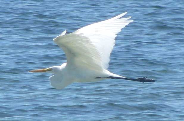 Great Egret, ARDEA ALBA