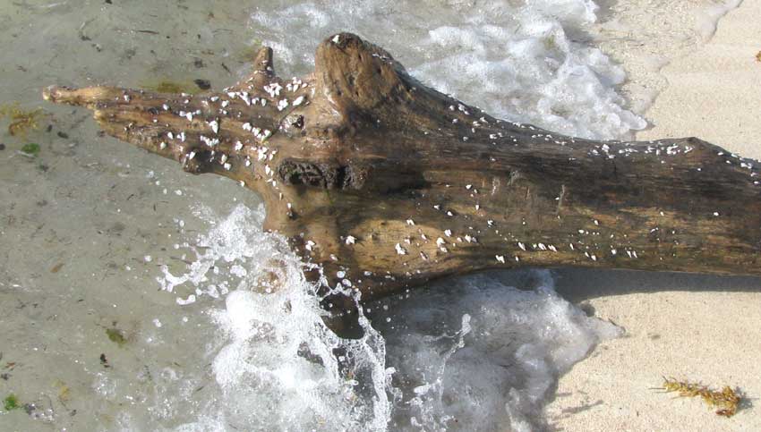 Goose Barnacles, LEPAS ANSERIFERA, on a washed-up tree trunk