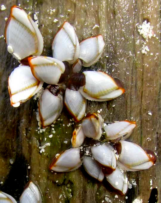 Goose Barnacle, LEPAS ANSERIFERAs, clustered