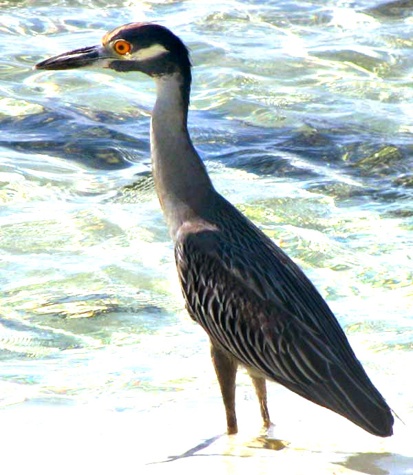 Yellow-crowned Night-heron, NYCTICORAX VIOLACEUS