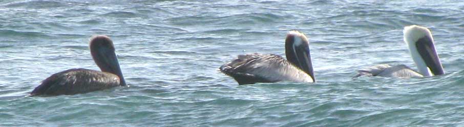 Brown Pelican, Pelecanus occidentalis