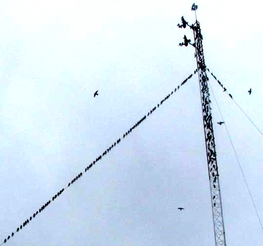 Purple Martin, Progne subis, migrating flock of mostly immatures, coastal Yucatan Peninsula, Mexico, early August