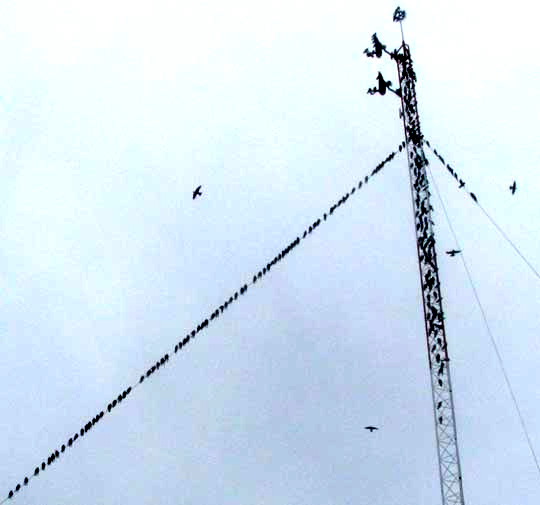 Purple Martin, Progne subis, migrating flock on coastal Yucatan Peninsula, Mexico, early August