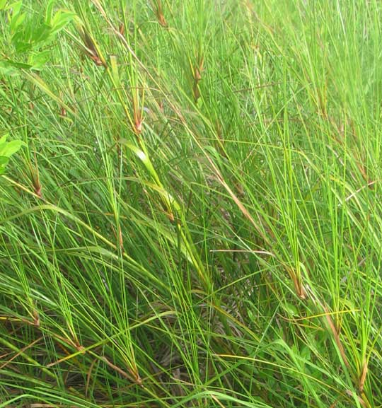 Sawgrass, CLADIUM JAMAICENSE, plantlets