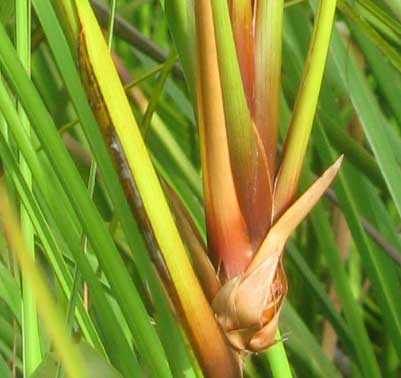 Sawgrass, CLADIUM JAMAICENSE, plantlet base