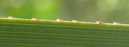 Sawgrass, CLADIUM JAMAICENSE, teeth on blade margin