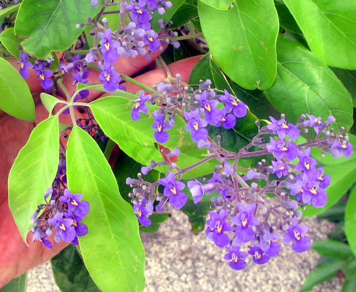 Fiddlewood, VITEX GAUMERI, flowers