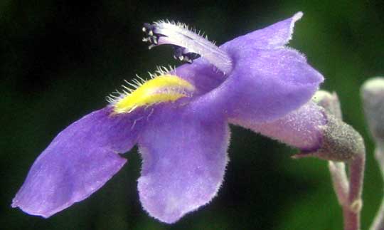 Fiddlewood, VITEX GAUMERI, flower