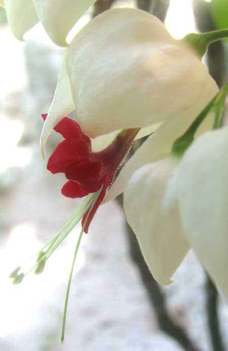 Bleeding Glory-Bower, CLERODENDRUM THOMSONIAE, flower