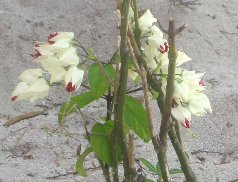 Bleeding Glory-Bower, CLERODENDRUM THOMSONIAE