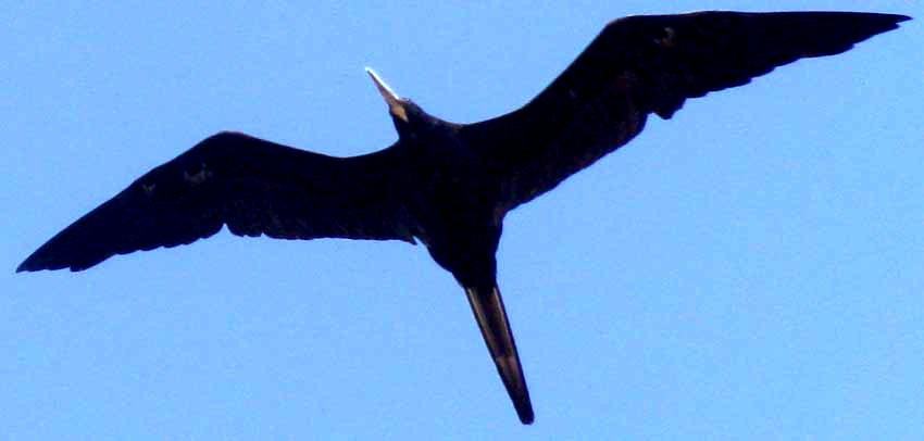 male Magnificent Frigatebird