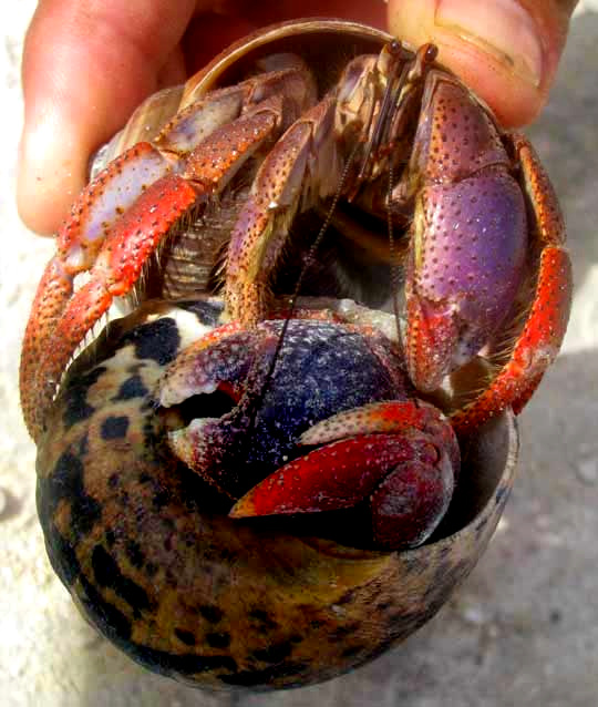 Caribbean Hermit Crabs, COENOBITA CLYPEATUS