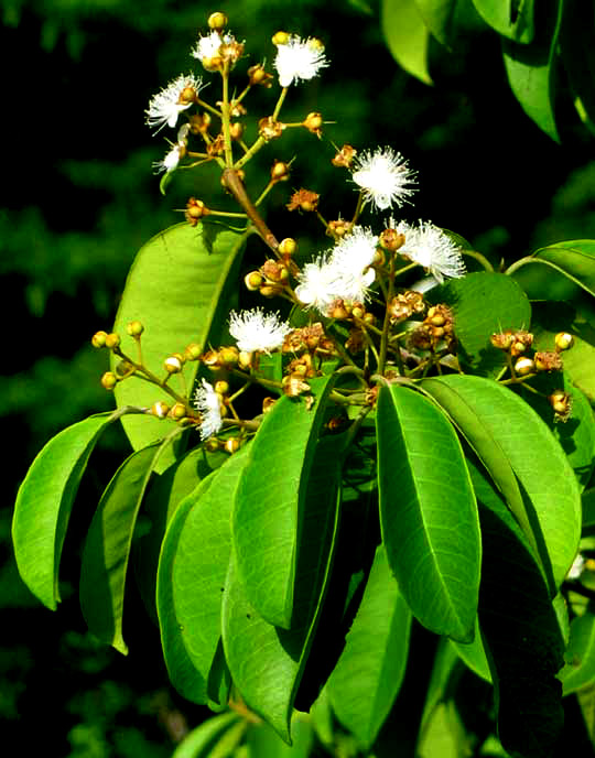 Spicewood, or Pale Lidflower, CALYPTRANTHES PALLENS, flowers & leaves