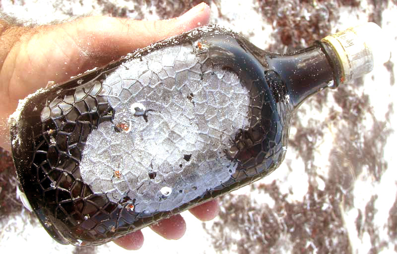 bottle encrusted with bryozoan, possibly the Coffin Box or Lacy Crust Bryozoan, Membranipora membranacea