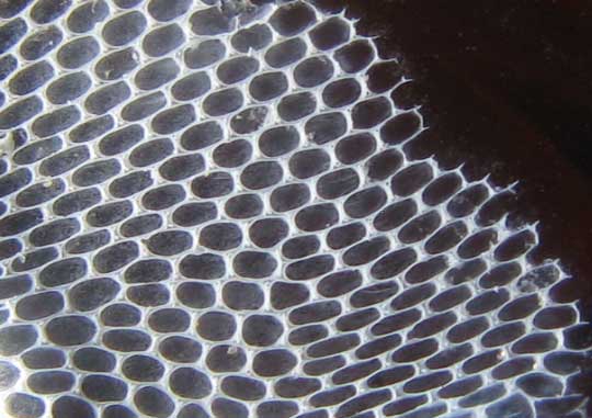 close-up showing cellular structure of bottle encrusted with bryozoan, possibly the Coffin Box or Lacy Crust Bryozoan, Membranipora membranacea