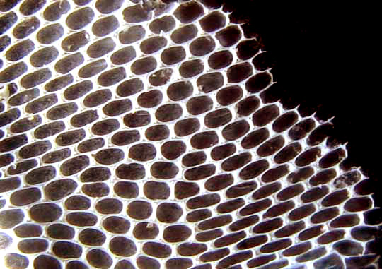 close-up showing cellular structure of bottle encrusted with bryozoan, possibly the Coffin Box or Lacy Crust Bryozoan, Membranipora membranacea