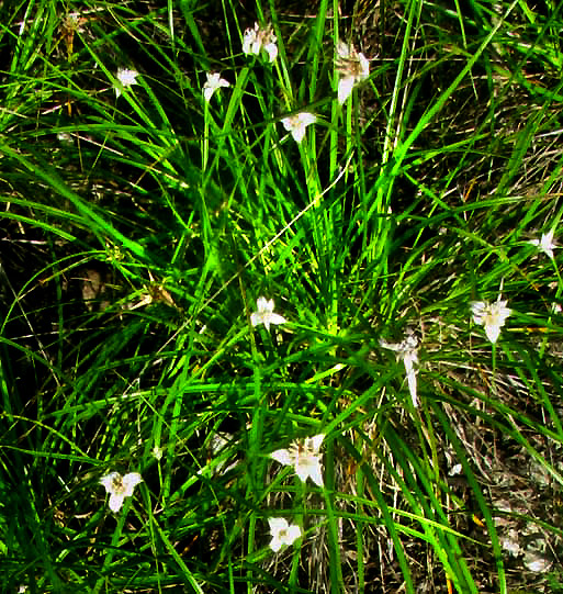 White Star-Sedge, RHYNCHOSPORA COLORATA, colony