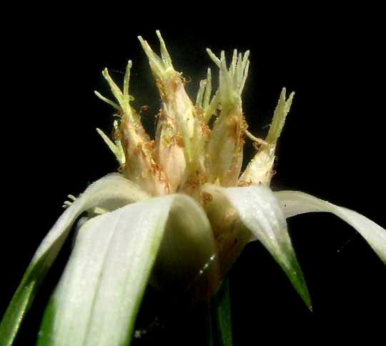 White Star-Sedge, RHYNCHOSPORA COLORATA, flowers