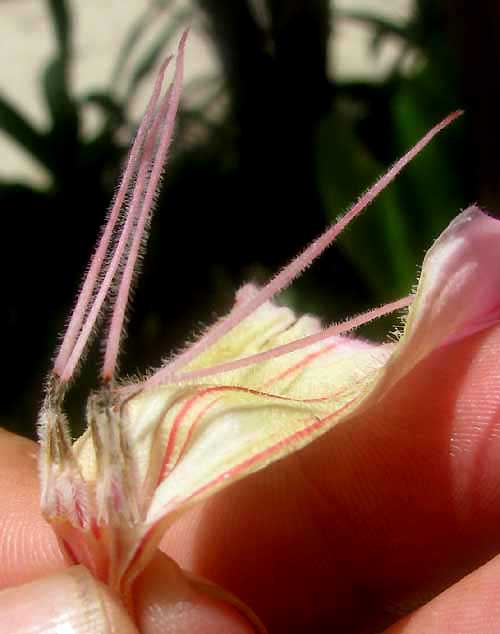 ADENIUM OBESUM, flower showing anthers with appendages