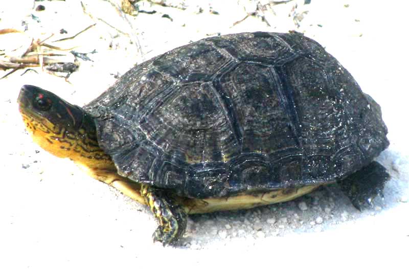 Red-cheeked Mud Turtle, KINOSTERNON SCORPIOIDES