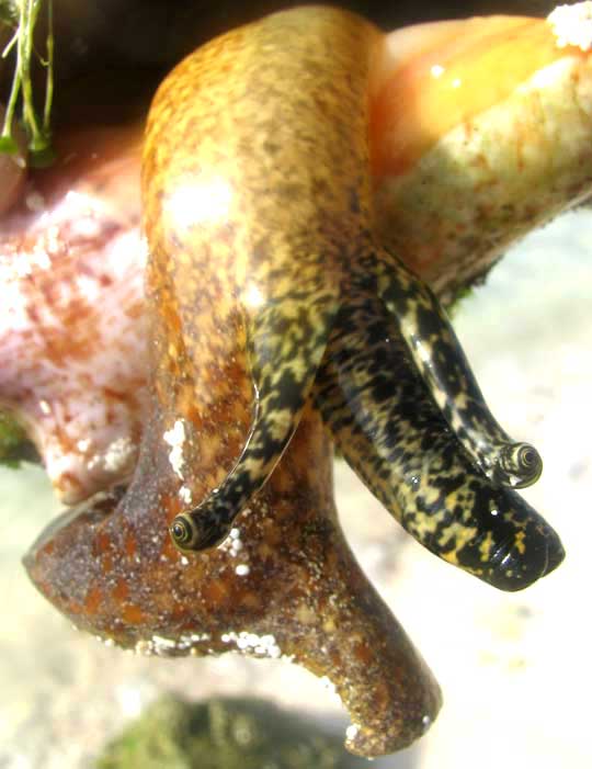 Queen Conch, STROMBUS GIGAS, stalked eyes and proboscis