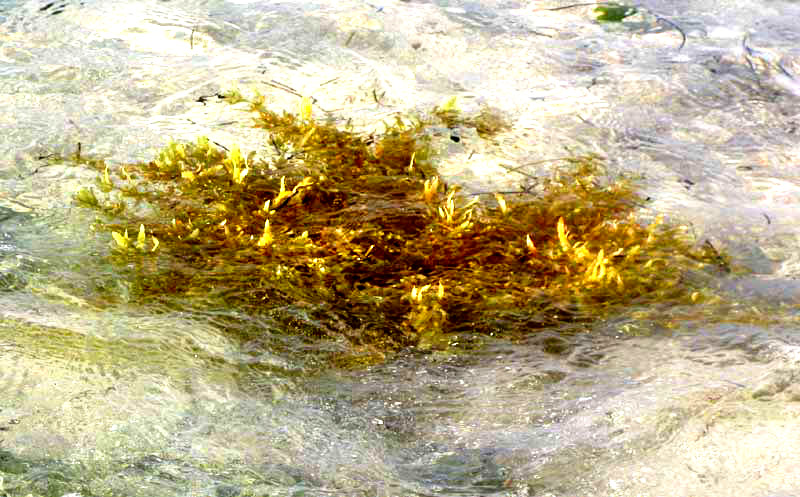 Sargasso, SARGASSUM FLUITANS, floating mass