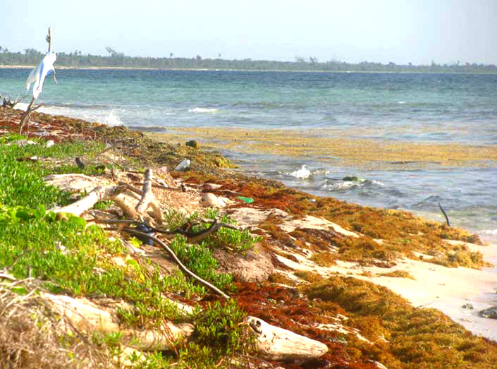 Sargasso, SARGASSUM FLUITANS, accumulating on beach in the Yucatan