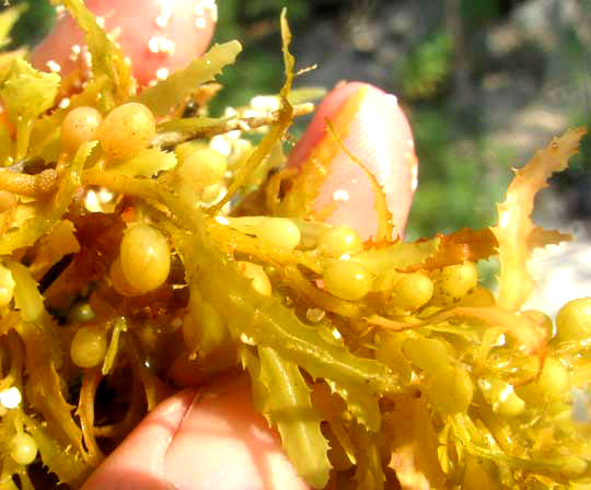 Sargasso, SARGASSUM FLUITANS, bladders & leaves