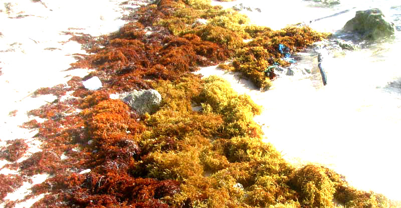 Sargasso, SARGASSUM FLUITANS, composting on beach