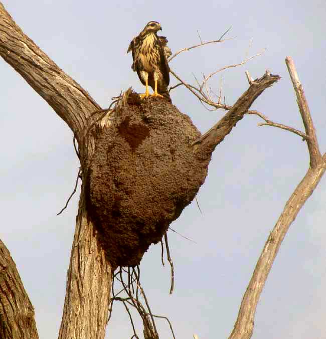 arboreal termite nest, genus NASUTITERMES, in the Yucatan, Mexico