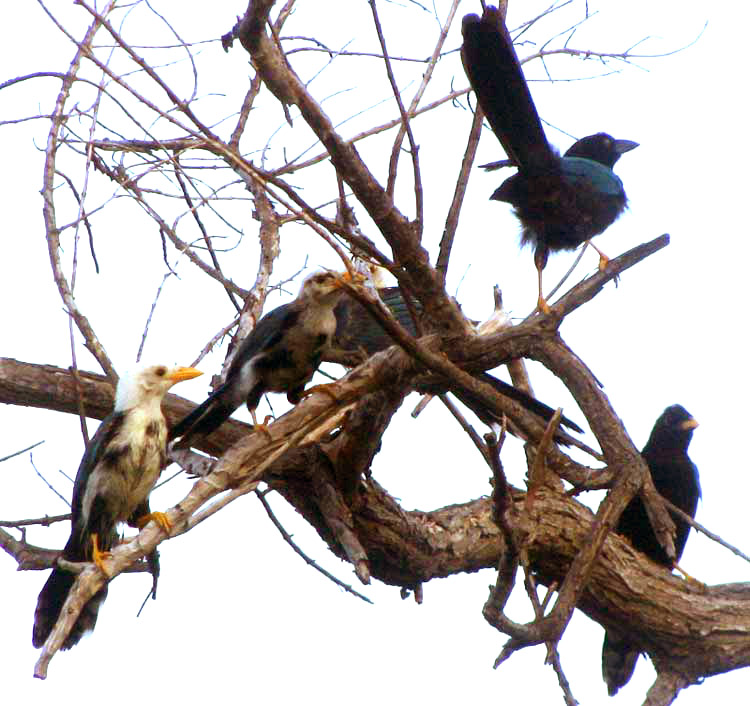 Yucatan Jays, CISSILOPHA YUCATANICUS, immatures, juvenile & adult