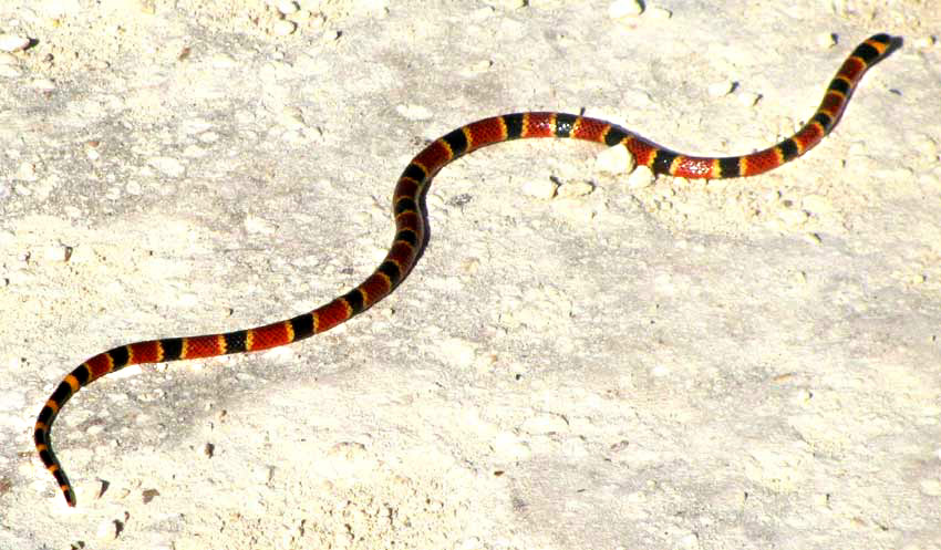 Variable Coral Snake, MICRURUS DIASTEMA