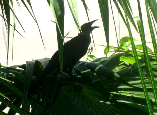 Great-tailed Grackle, QUISCALUS MEXICANUS, panting in shade